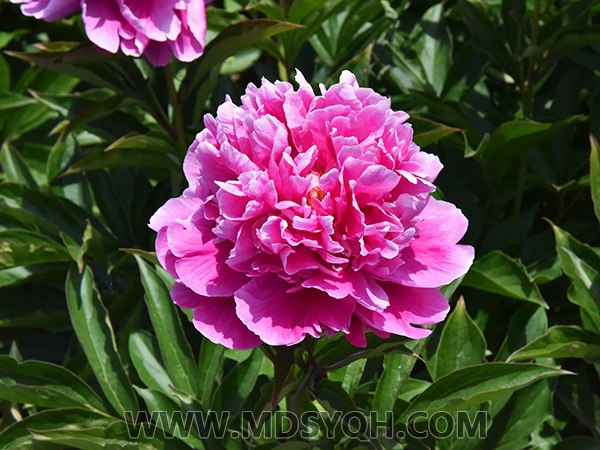 品种芍药——向天歌