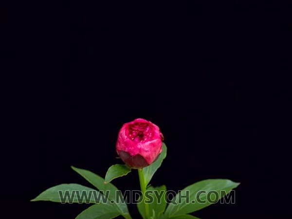 山东盛世芍花智慧农业有限公司——芍药开花