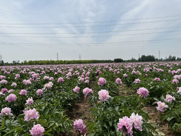 生产基地